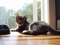 sun striped aggie on desk.jpg